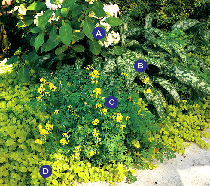 Drought tolerant plants lungwort cordyalis: Chartreuse creeping Jenny is a bright groundcover that highlights the variegated lungwort foliage and hydrangea and corydalis flowers above.