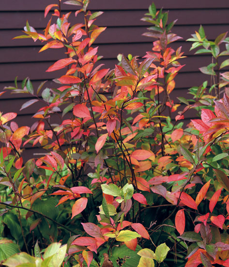 Virginia sweetspire (Itea virginica ‘Henry’s Garnet’)