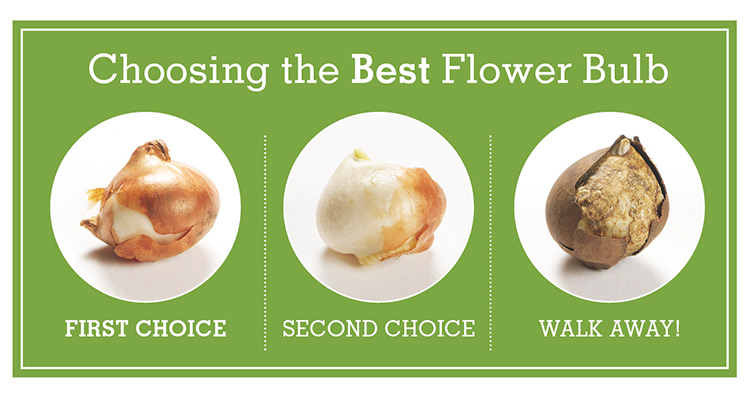 Comparison of three different flower bulbs