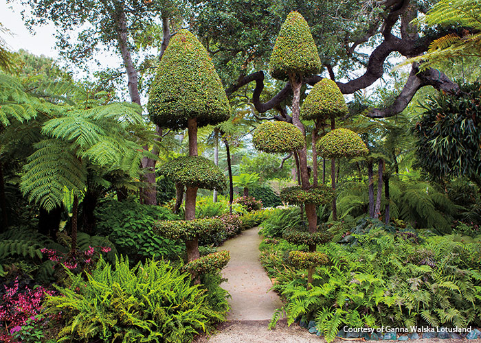 Ganna Walska Lotusland fern garden in California: Shape combines with foliage texture creates a whimsical view as you wander the shady path of the fern garden.