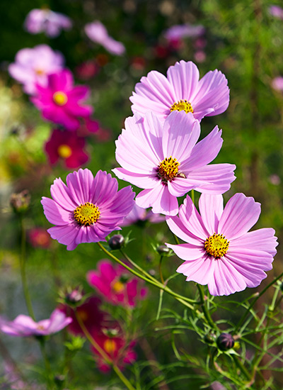 ‘Sensation Mix’ tall cosmos (Cosmos sulphureus )