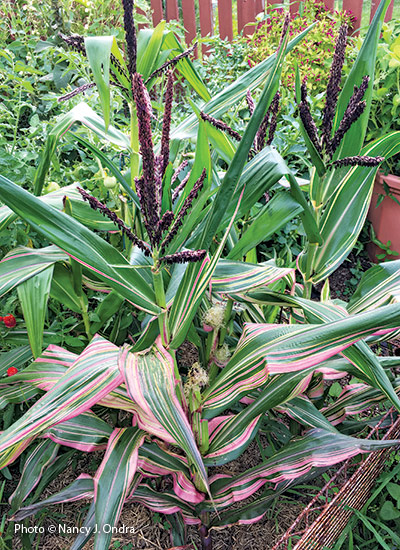 ‘Pink Zebra’ ornamental corn (Zea mays)