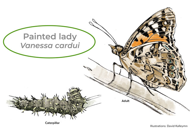Painted lady butterfly and caterpillar illustrations by David Kallemyn: Anyone who grows hollyhock may find painted lady caterpillars — this butterfly lives on every continent except Australia and Antarctica.