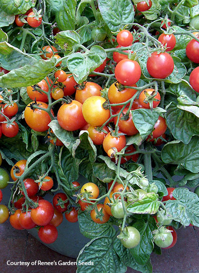 ‘Litt’l Bites’ cherry tomato (Solanum lycopersicum)