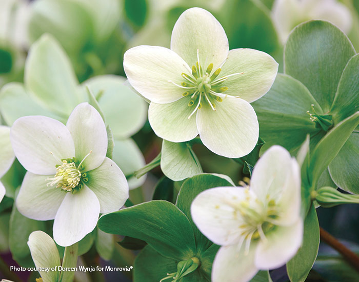 2025s best new shade plants hellebore Doreen Wynja for Monrovia: ‘Endless’ hellebore has green to white blooms that face upward unlike many hellebores that nod.