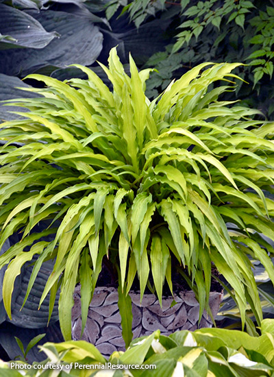 'Curly Fries' hosta