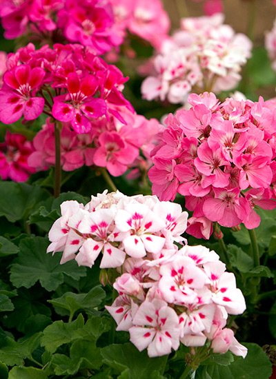 The Best Summer Flowers for Planters