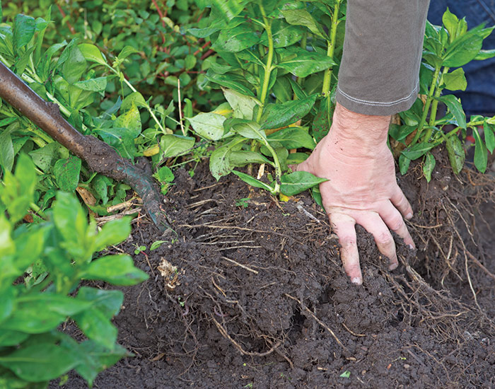 Dividing perennials: It was easy to pull apart the fibrous roots of this garden phlox with a garden fork. But in a couple of spots the roots were so thick that it took a knife to get them apart.