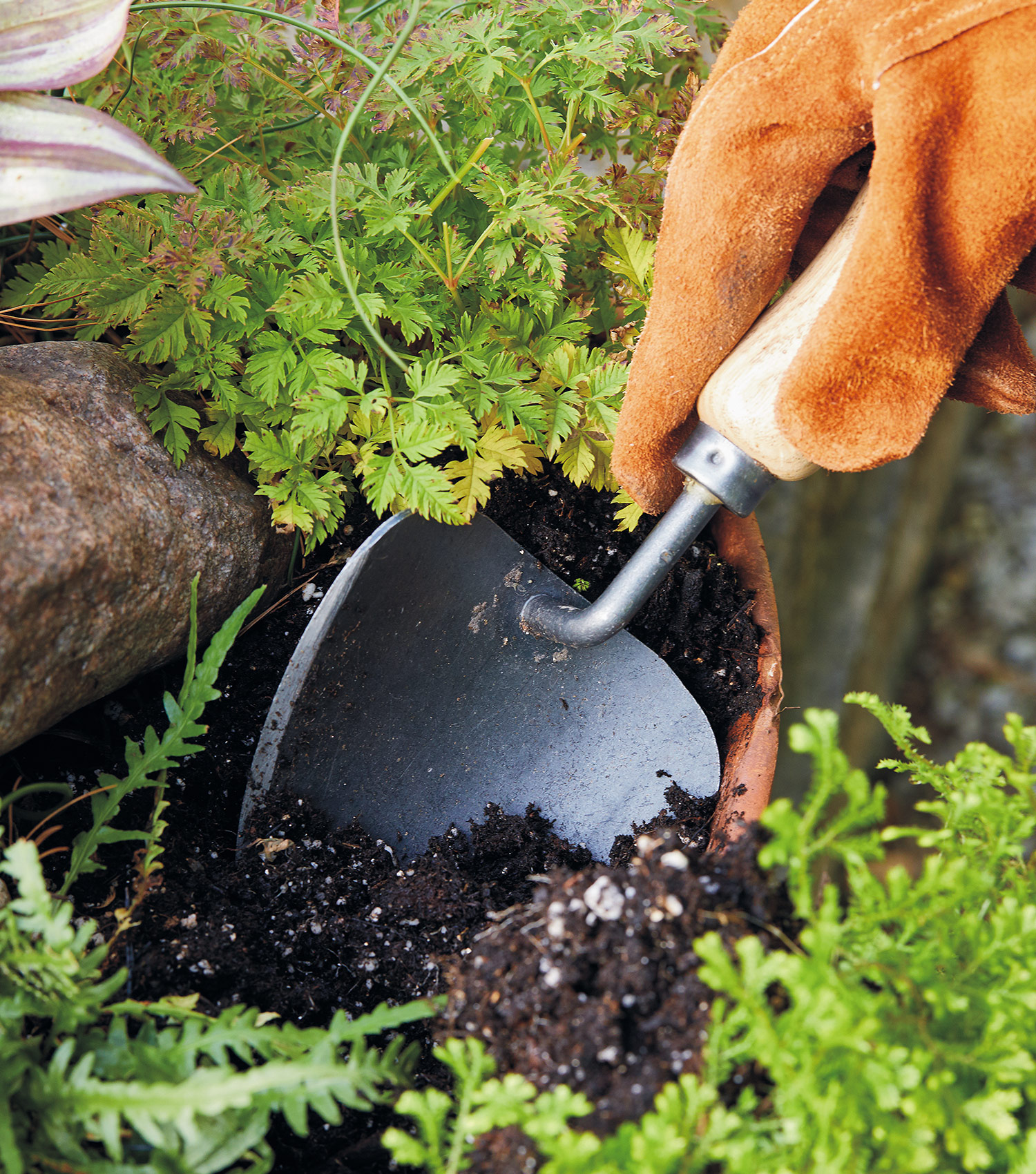 Potting trowel removing soil from a container: A potting trowel is especially handy for potting up containers, doing dual duty as soil scoop and transplanter.