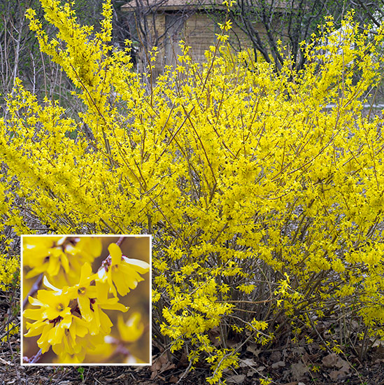 fp-d-clay-soil-Forsythia
