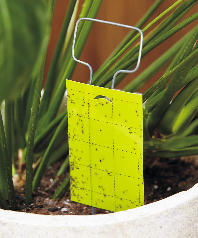 Yellow sticky trap for Fungus gnats: Fungus gnats, drawn to the color yellow, easily become stuck to this sticky trap.