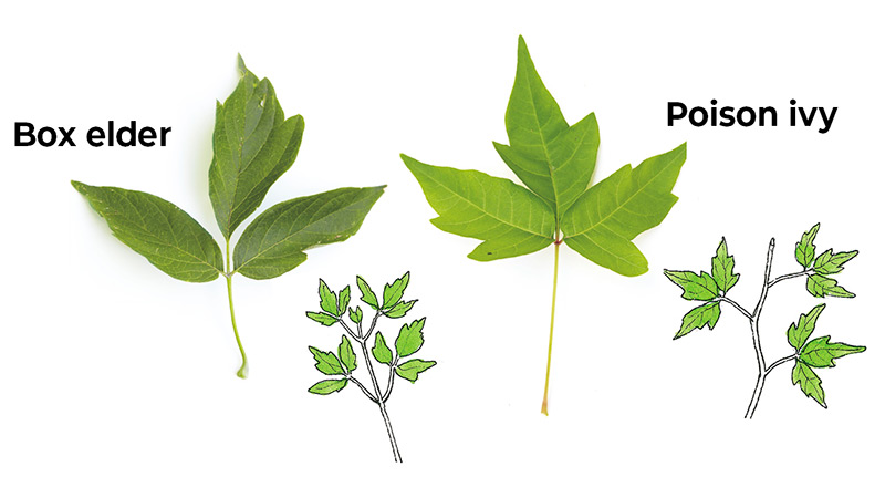 Poison-Ivy-lookalikes-Box-elder-vs-poison-ivy: Box elder leaf stems are directly across from each other on the main stem. Poison ivy leaf stems alternate.