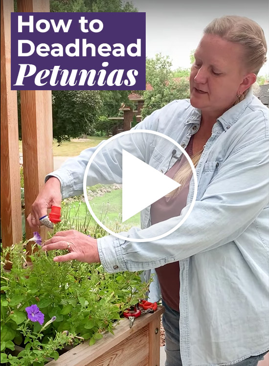How to deadhead petunias 