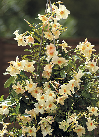 Mandevilla Sun Parasol® Apricot (Mandevilla hybrid)