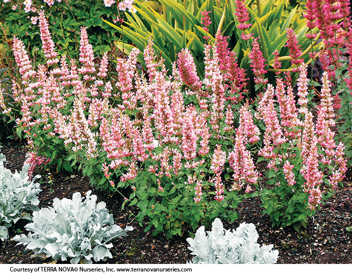 Agastache Pink Pearl Terra nova nurseries: Deep rose buds open to pink blooms, creating a two-tone effect on the floriferous stems of 'Pink Pearl' agastache.