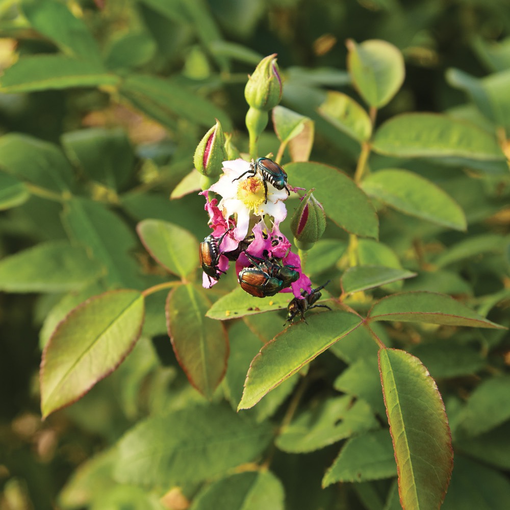 GG185PESTS Japanese Beetles on Roses: Roses are an favorite plant of Japanese beetles.