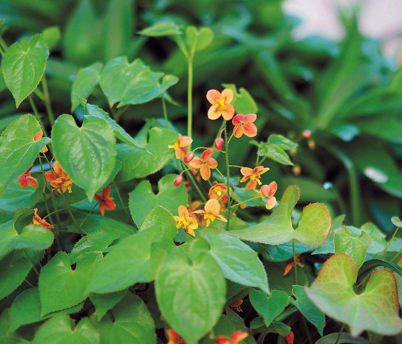 Orange Queen epimedium courtesy of Katherine Tracey, Avant Gardens: Photo courtesy of Katherine Tracey, Avant Gardens