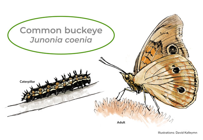 Common buckeye butterfly and caterpillar illustration by David Kallemyn