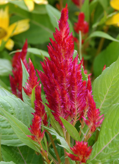 Celosia (Celosia spp. and hybrids)