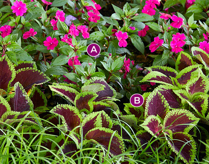 Kong Jr. Scarlet Coleus with Impatiens: Combine colorful impatiens with interesting foliage of coleus for a simple shade garden pairing.