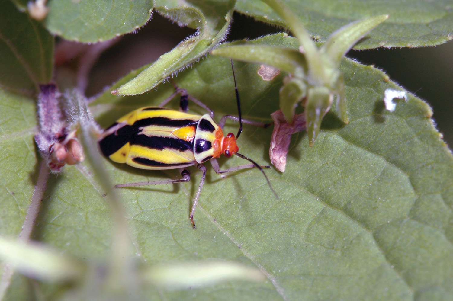 GG185 PESTS Four-lined plant bug: Four-lined plant bug photo courtesy Jeffry Hahn, University of Minnesota Extension
