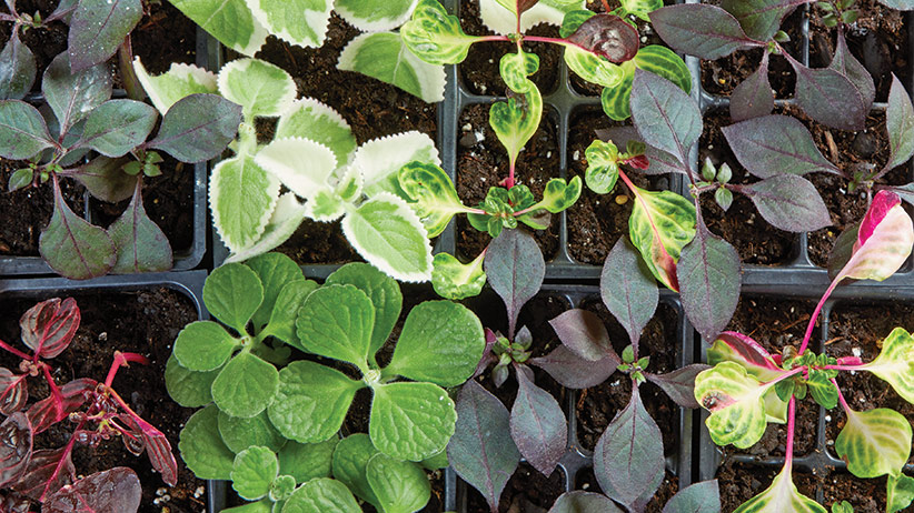 plant propagations: Stem cuttings are a budget-friendly way to expand your plant collection.