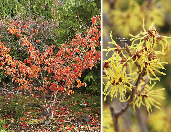 Arnold Promise witchhazel: Enjoy clusters of ribbonlike yellow flowers in late spring with ‘Arnold Promise’ witch hazel.