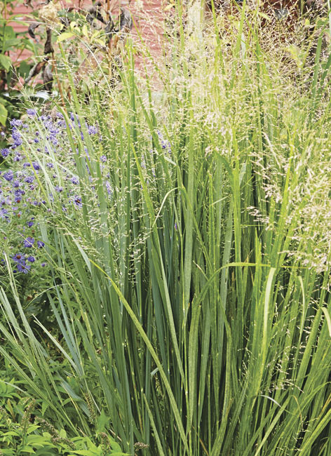 ‘Heavy Metal’ switchgrass (Panicum virgatum)