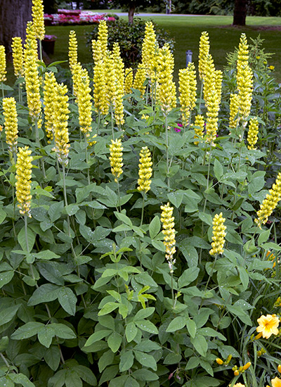 Carolina lupine (Thermopsis villosa)