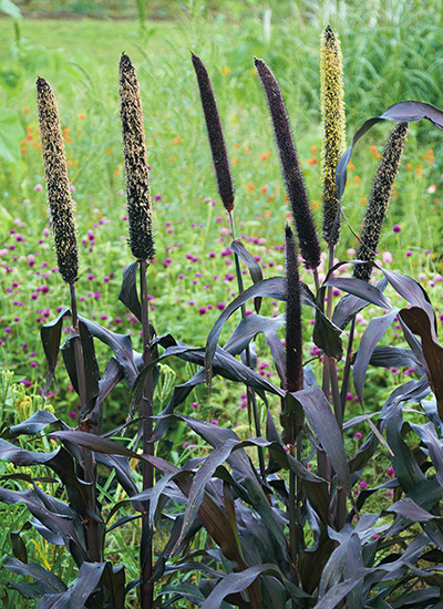 Purple Majesty Ornamental millet: Dark purple seedheads of 'Purple Majesty' ornamental millet are attractive and great for feeding the birds.