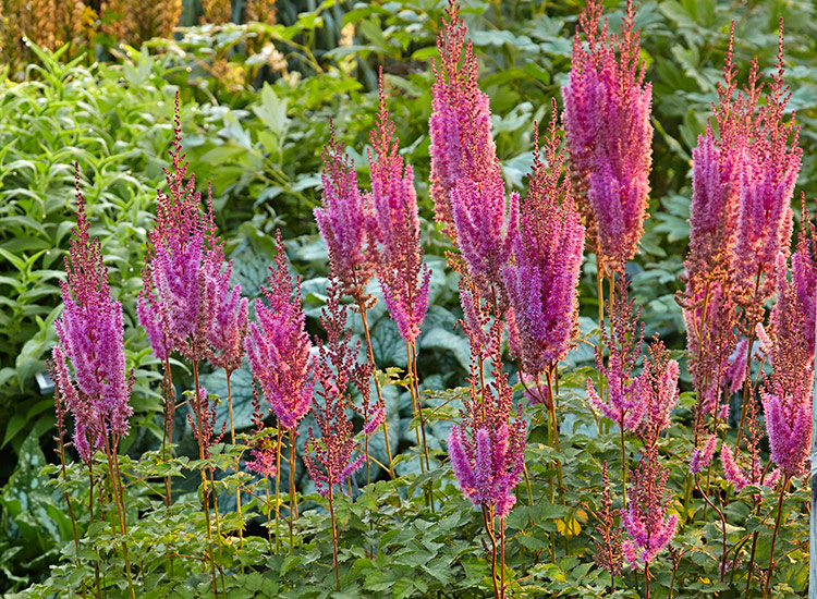 'Purple Candles' cultivar of Chinese Astilbe: Chinese astilbe has mounds of lacy foliage and fuzzy plumes that add texture to your garden.