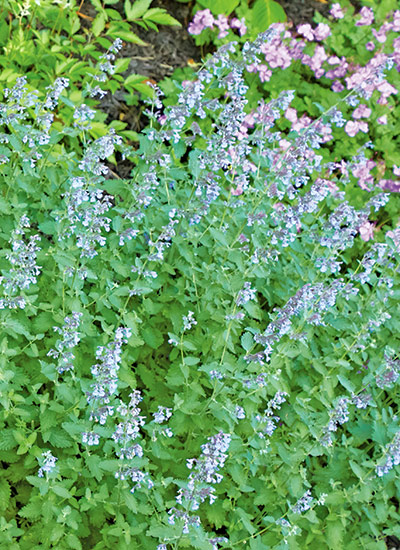 ‘Walker’s Low’ catmint (Nepeta racemosa)