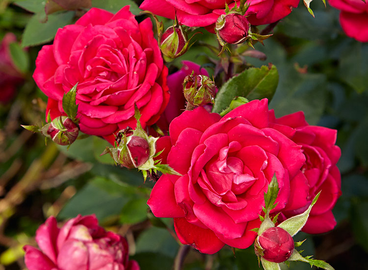 Double Knock Out® rose (Rosa hybrid)