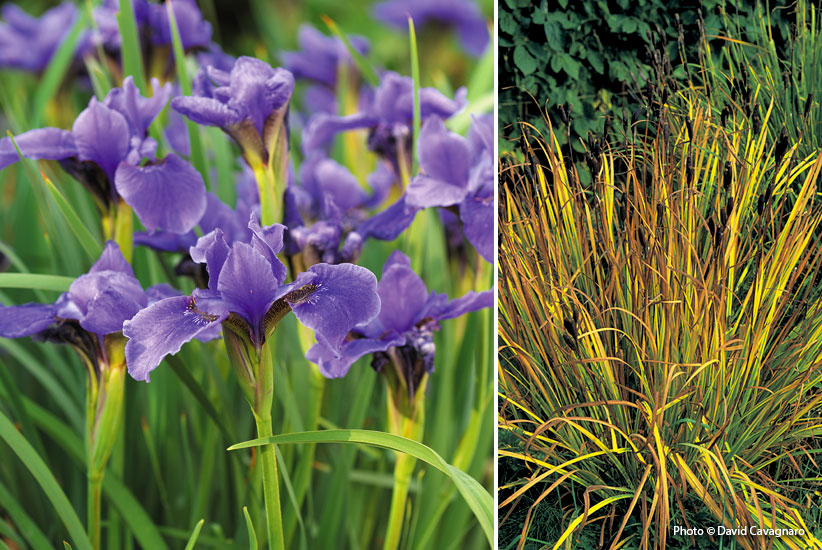 multi-season showoff Siberian Iris