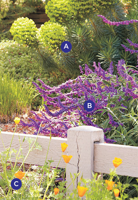 Drought tolerant plants Mexican sage and California poppy: Bold Mediterranean spurge blooms provide a solid background for the wispier flowers of Mexican bush sage and California poppy.