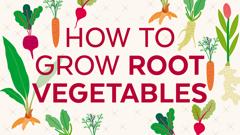 root vegetables growing
