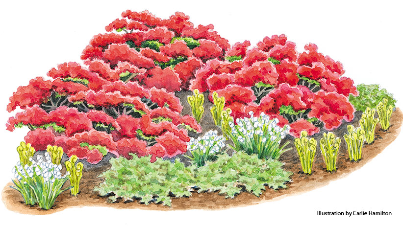 hino-crimison vignette pv: The blooms and foliage of the plants in this garden plan, especially the red 'Hino-Crimson' azalea, provide interest and structure from spring to frost. 