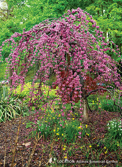 Weeping redbud (Cercis canadensis)