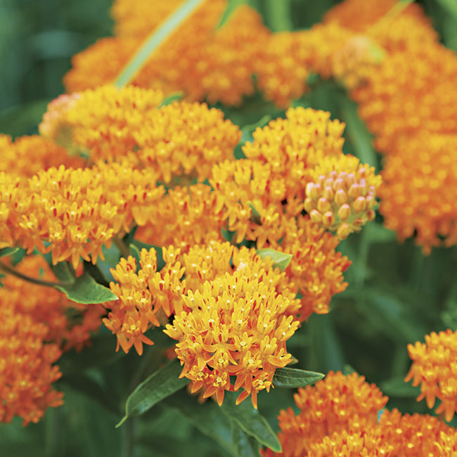 Butterfly weed bloom close-up: The bright orange flowers of butterfly weed attract monarch butterflies and make a colorful addition to garden beds and borders. 