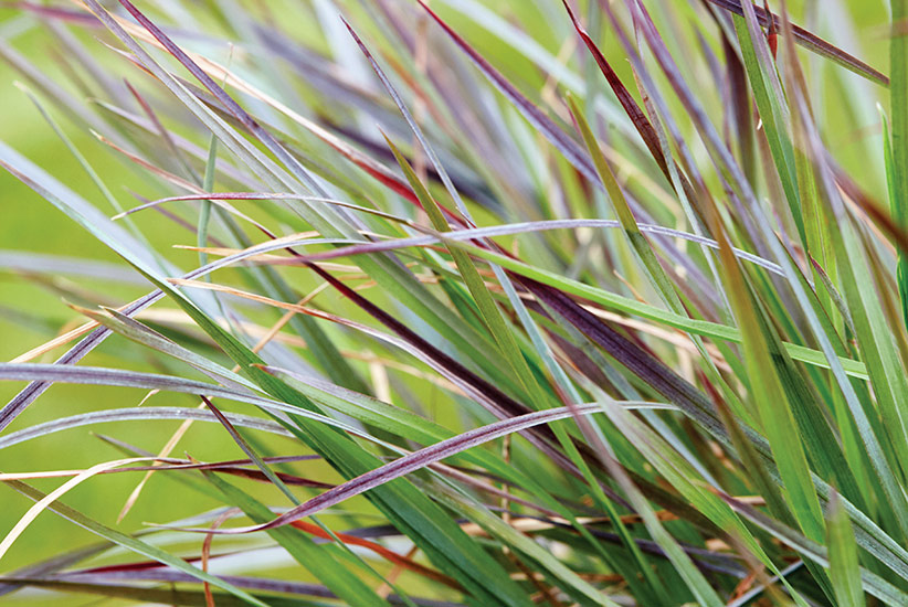 Little bluestem (Schizachyrium scoparium ‘Blue Paradise’)  