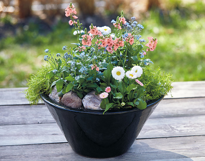 春天的桌面花盆:春天的桌面花盆确保你不会错过这个节目——如果晚霜威胁，很容易把这个花盆拉到室内。