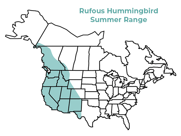 Rufous hummingbird summer range map 2022
