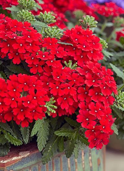 red flowers