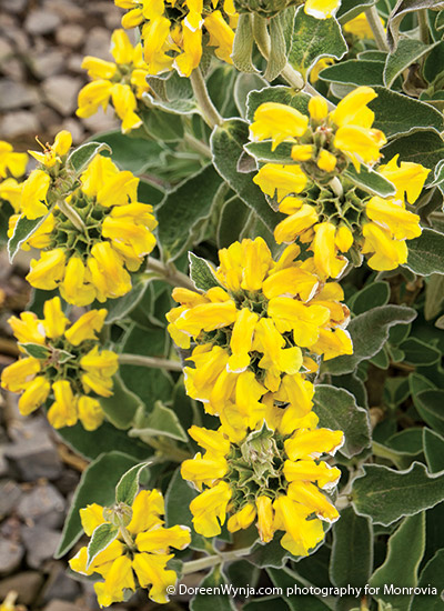 Jerusalem sage (Phlomis fruticosa)