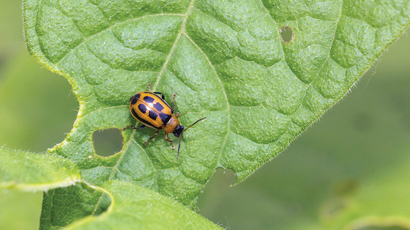 187 basics-pv: Bean beetles leave telltale holes in leaves and can easily decimate new seedlings.  Photo stock.adobe.com, Mircea Costina