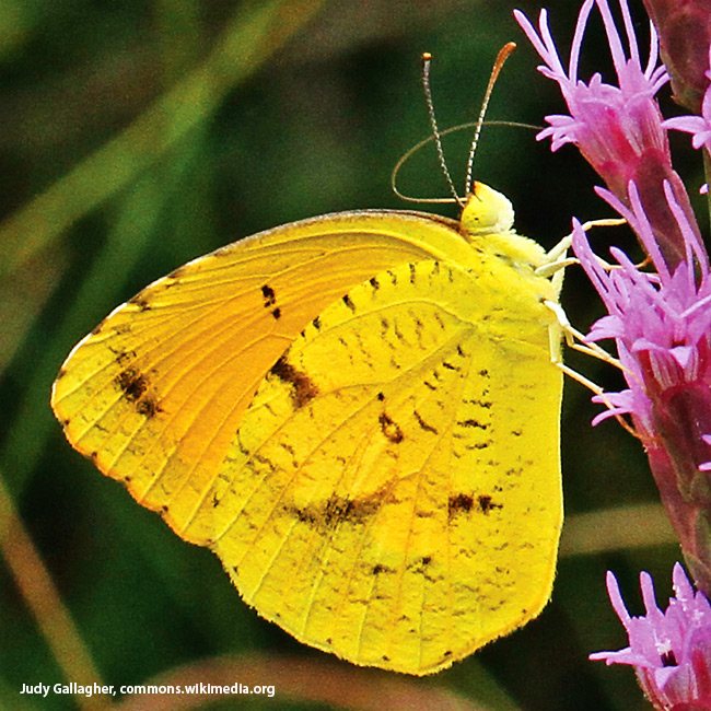 Sleepy Orange Abaeis nicipp Judy Gallagher Wikimedia Commons: Sleepy orange butterfly is named for the blurry brown and black marks on its forewing that can look like closed eyes. 