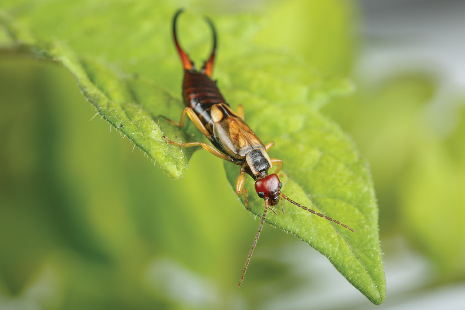 GG185 European Earwig photo by AdobeStock: European earwig photo by stock.adobe.com, Alonso Aguilar