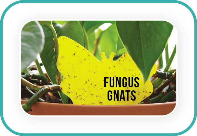 yellow sticky trap for fungus gnats