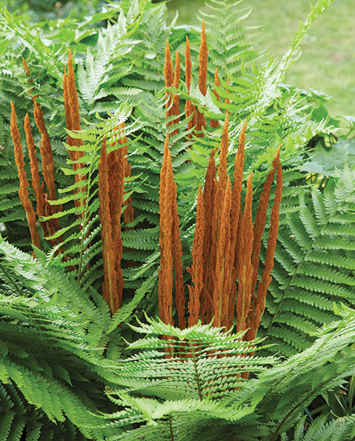 cinnamon fern osmunda cinnamomea lead: The cinnamon-colored spore-bearing spikes last for several weeks before fading.