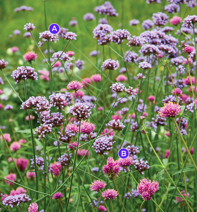 Verbena and gomphrena combo: This summer flower combination adds interest and movement to garden beds.